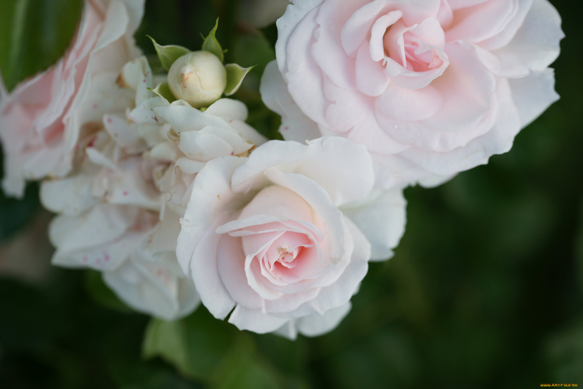 , , , , , , blossoms, leaves, rose, , bud, petals
